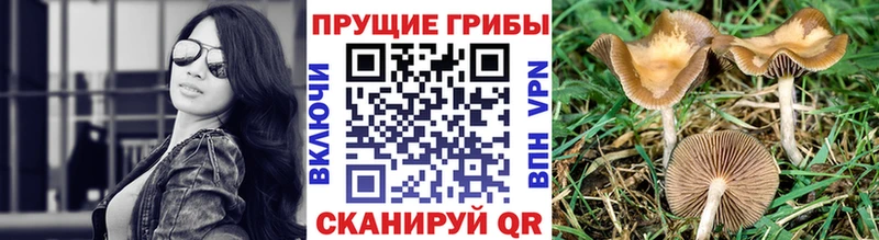 Псилоцибиновые грибы прущие грибы Павловск